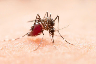 CHIKUNGUNYA: NHẬN BIẾT SỚM – PHÒNG NGỪA CHỦ ĐỘNG